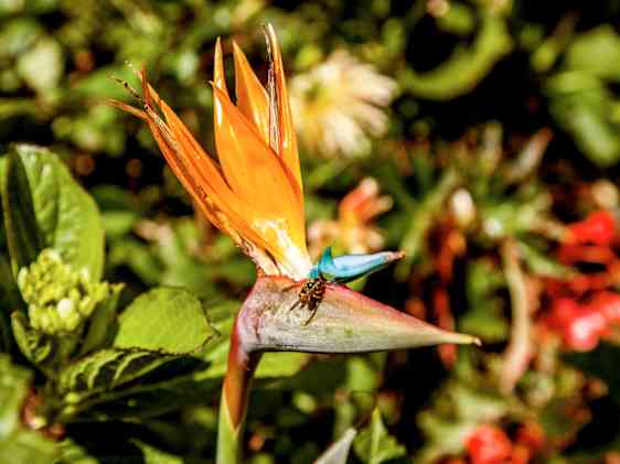 Blomst på Madeira