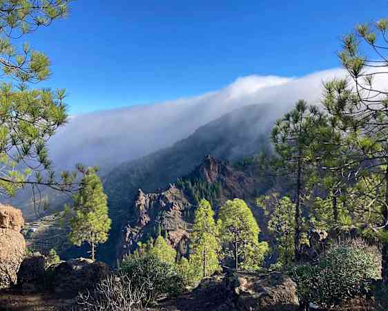 View over tree tops