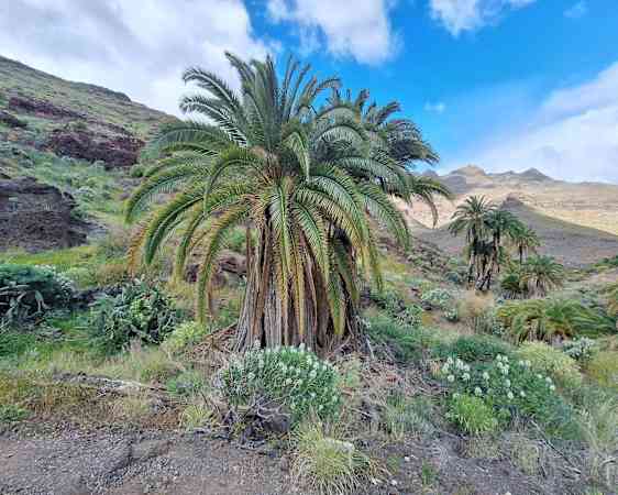 Palmtree in landscape