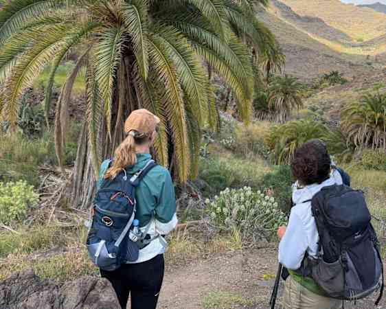 Hikers enjoying palmtree view