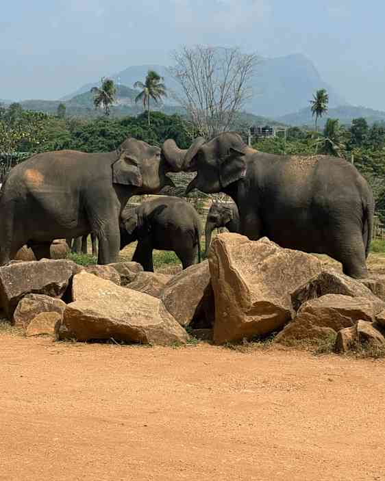Vilde elefanter på Sri Lanka