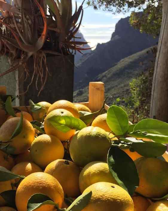 Sulmodne appelsiner på bordet