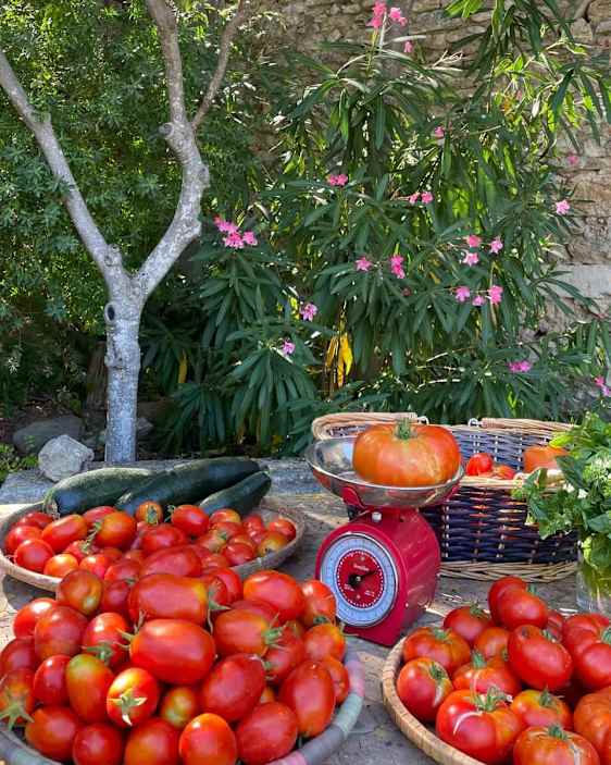 Søpapegøje. Foto: Unsplash