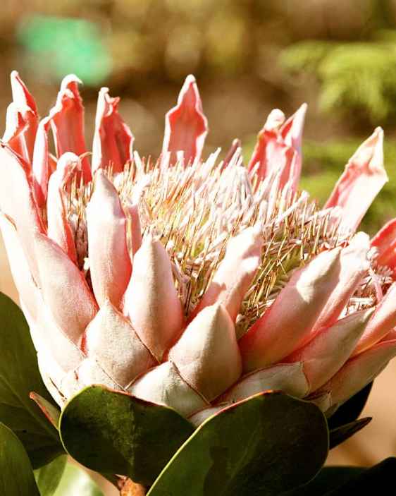 Smuk blomst fra La gomera