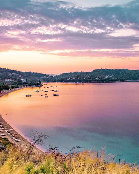 Søpapegøje. Foto: Unsplash