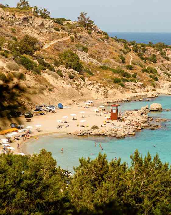 Søpapegøje. Foto: Unsplash