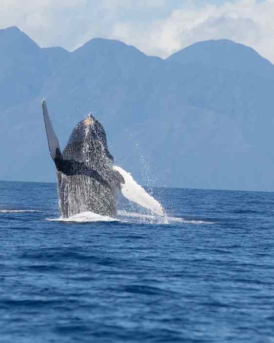 Hval i havet ved Hawaii. Foto: Pixabay