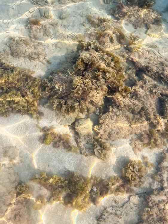 Liv i vandet på Konnos Beach