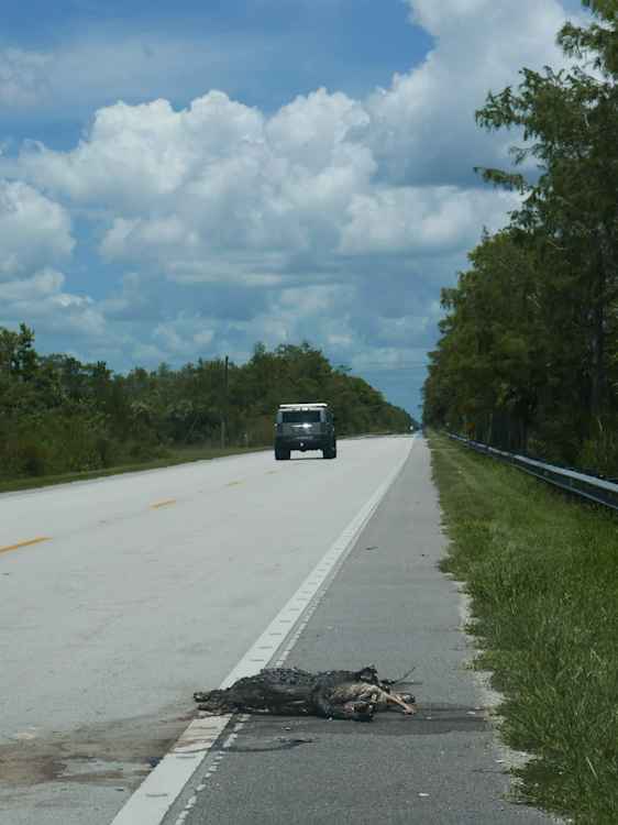 Tamiami Trail