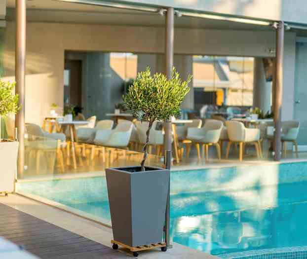 Lille oliventræ i potte ved en pool, med stole og borde i baggrunden. (AI-genereret tekst)