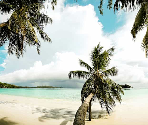 En strand med hvid sand og palmer ved et turkisblåt hav under en klar blå himmel. (AI-genereret tekst)