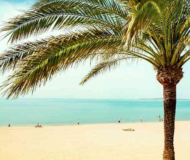 En palme ved en strand med mennesker og hav i baggrunden. (AI-genereret tekst)