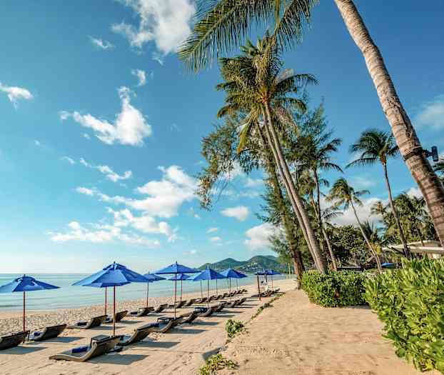 En strand med liggestole og blå parasoller under en klarblå himmel. Palmetræer omgiver stranden. (AI-genereret tekst)