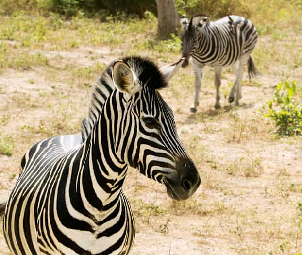 Fathala Wildlife Reserve, Senegal