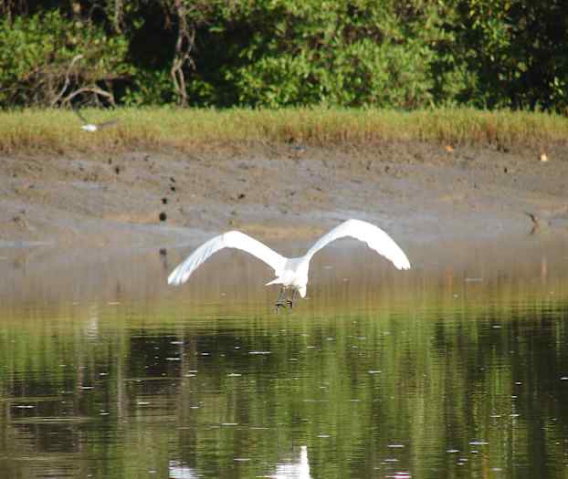 Mangrove-område i Senegal