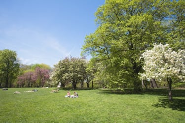 Smukke Central Park er oplagt til picnic midt i storbyen.