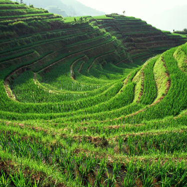 Teplantager i Guangxi
