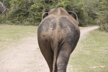 Elefant set bagfra