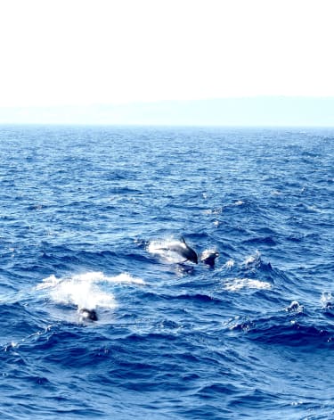 Delfiner leger i bølgerne