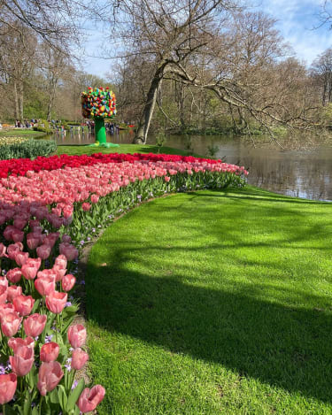 Lyserøde og røde tulipaner i flor