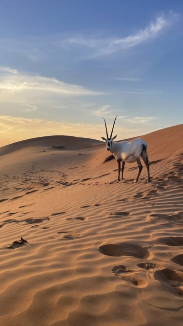 Al Wadi-ørkenen