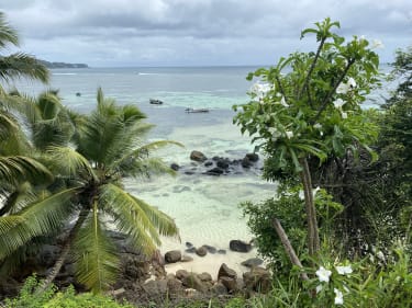 Anse Royale strand med palmer