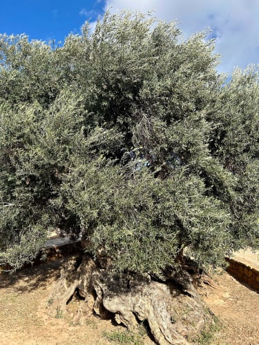 Grækenlands ældste oliventræ