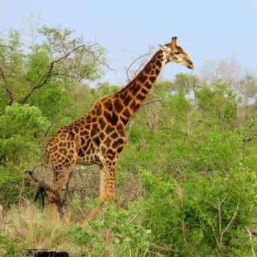 Giraf i Kruger nationalpark