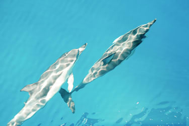 Delfiner svømmer i vandet