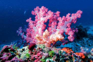 Smuk farverig koral