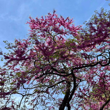 Blomstertræ i Buen Retiro-parken i Madrid