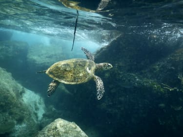 Havskildpadde under vandet