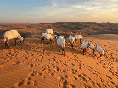 Al Wadi-ørkenen