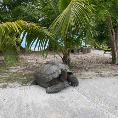 Kæmpeskildpadde på Seychellerne