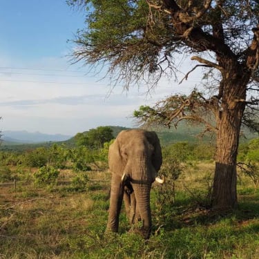 Elefant i Kruger nationalpark