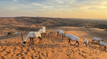 Den arabiske Oryx-antilope kan opleves i Al Wadi-ørkenen
