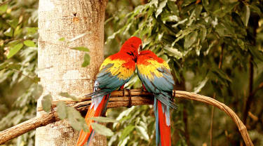 To papegøjer i et træ