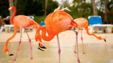 Flamingoer på Aruba