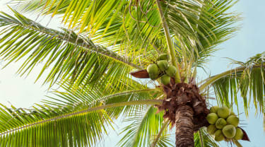 Palme