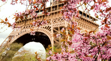 Eiffeltårnet og kirsebærblomster