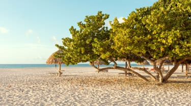 Træ på stranden på Aruba