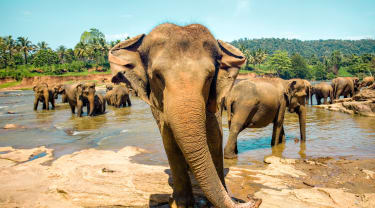Elefant på Sri Lanka