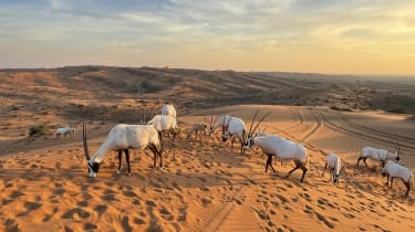 Ras Al Khaimah Wadi Ørkenen