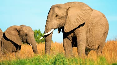 To elefanter