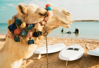 Kamel i Egypten