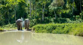 Phuket Elephant Sanctuary - formiddag