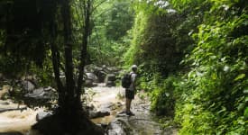 Junglesafari