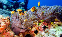 Omkring hotellet ligger et imponerende koralrev, hvor du kan se hundredevis af forskellige fisk og havdyr i deres naturlige miljø