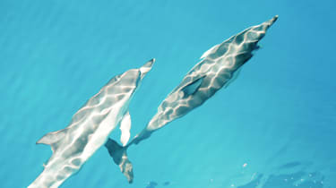 Byd dagen velkommen sammen med delfiner