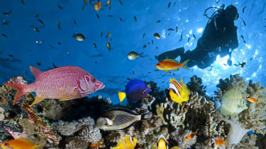 Oplev verden under havoverfladen med Raya Divers